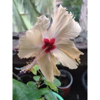 Yellow Hibiscus