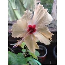 Yellow Hibiscus