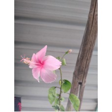 Pink Hibiscus