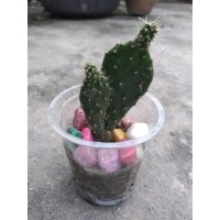 Prickly pear