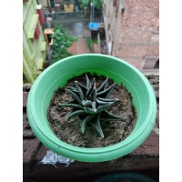 Aloevera star, Haworthiya