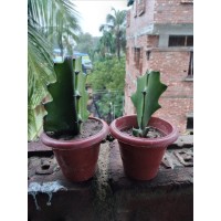 Euphorbia lactea