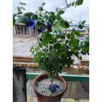 Aparajita plant
