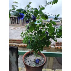 Aparajita plant