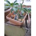 Adenium