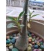 Adenium