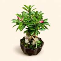Desert Rose Adenium Bonsai Plant in Decorative Pot Desert Rose Adenium Bonsai Plant in Decorative Pot