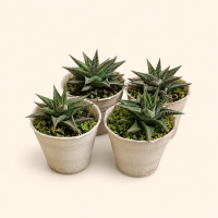 Haworthia Zebra Succulent Plant Set of 4 in Decorative Pots – Indoor Mini Cactus Plants Haworthia Zebra Succulent Plant Set of 4 in Decorative Pots – Indoor Mini Cactus Plants