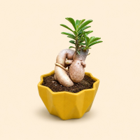 Mini Adenium Bonsai Plant in Yellow Ceramic Pot – Decorative Indoor Succulent Plant Mini Adenium Bonsai Plant in Yellow Ceramic Pot – Decorative Indoor Succulent Plant