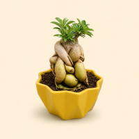 Mini Adenium Bonsai Plant in Yellow Decorative Ceramic Pot Mini Adenium Bonsai Plant in Yellow Decorative Ceramic Pot