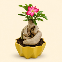Mini Adenium Desert Rose Bonsai Plant with Ceramic Pot Mini Adenium Desert Rose Bonsai Plant with Ceramic Pot